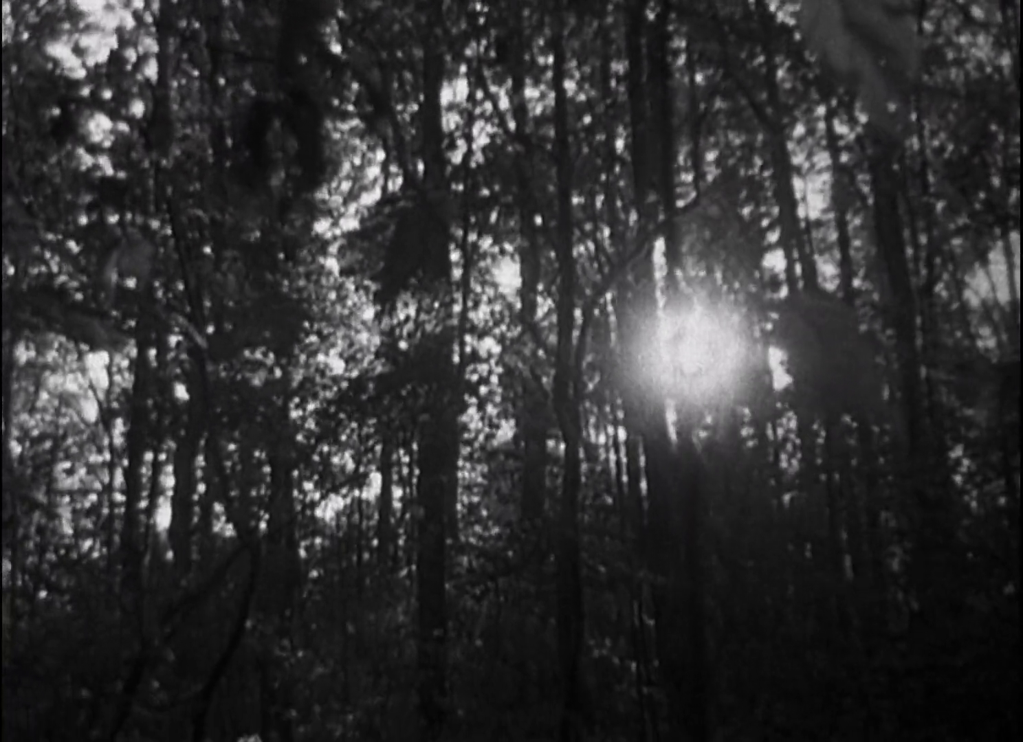 blair_witch_forest_1.png